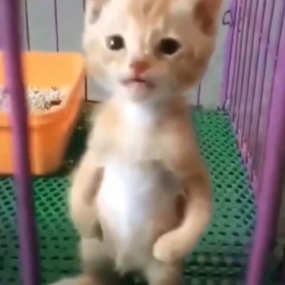 Meet your Posher, Elijah - Picture 1 of 1